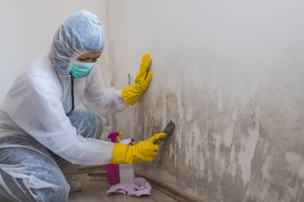 Best Commercial Mold Removal  in Rosemead, CA