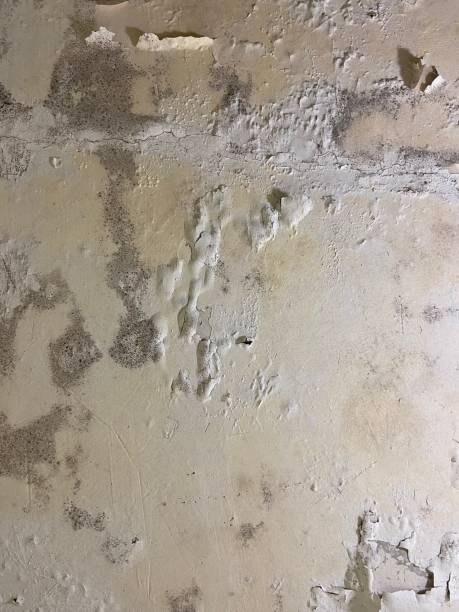 Best Mold Removal Specialists  in Rosemead, CA
