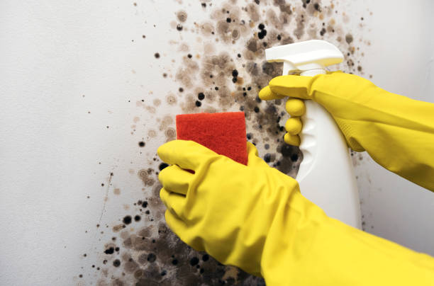 Best Mold Removal Near Me  in Rosemead, CA