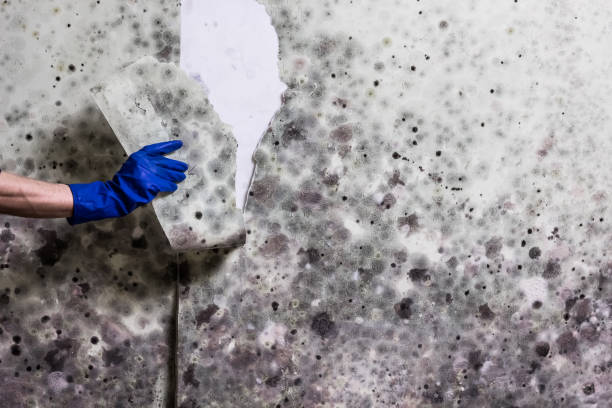 Best Residential Mold Removal  in Rosemead, CA