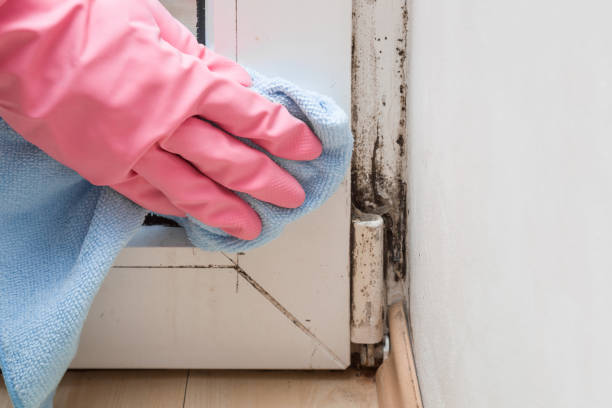 Best Certified Mold Removal  in Rosemead, CA